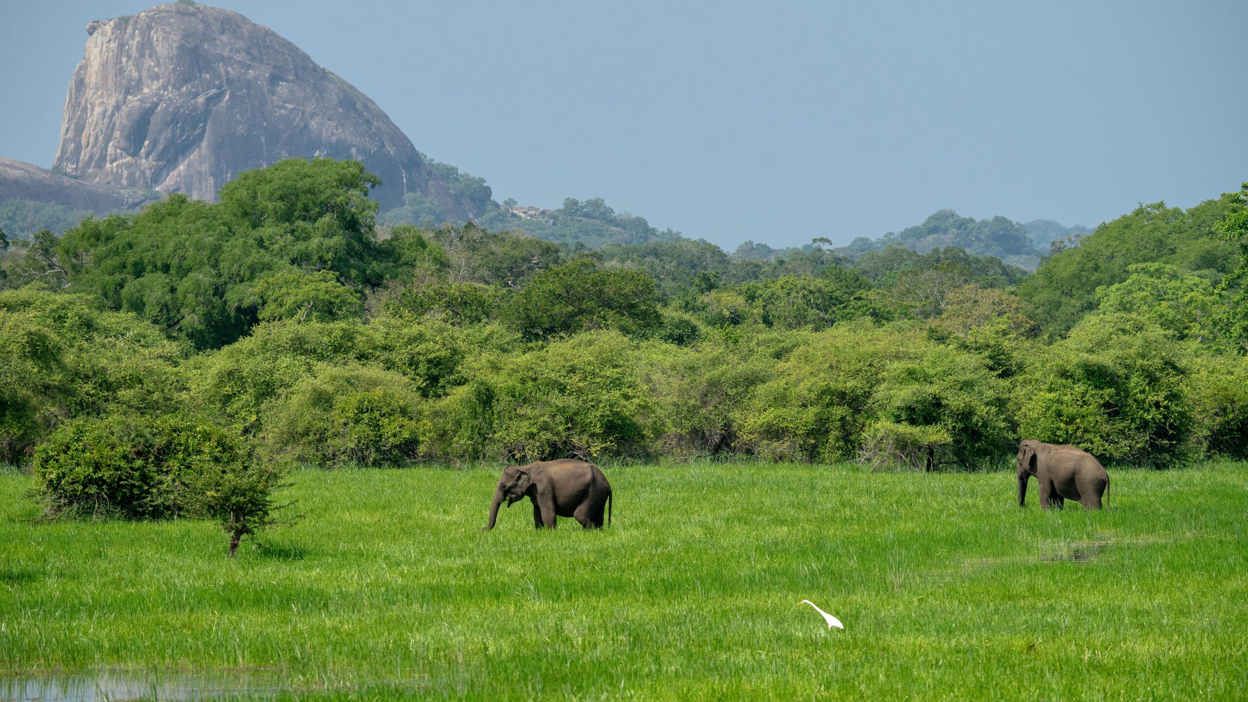 Lion Rock Ceylon Tours Hurulu Eco Safari featuring elephants, birds, and lush landscapes in Sri Lanka’s Habarana region.