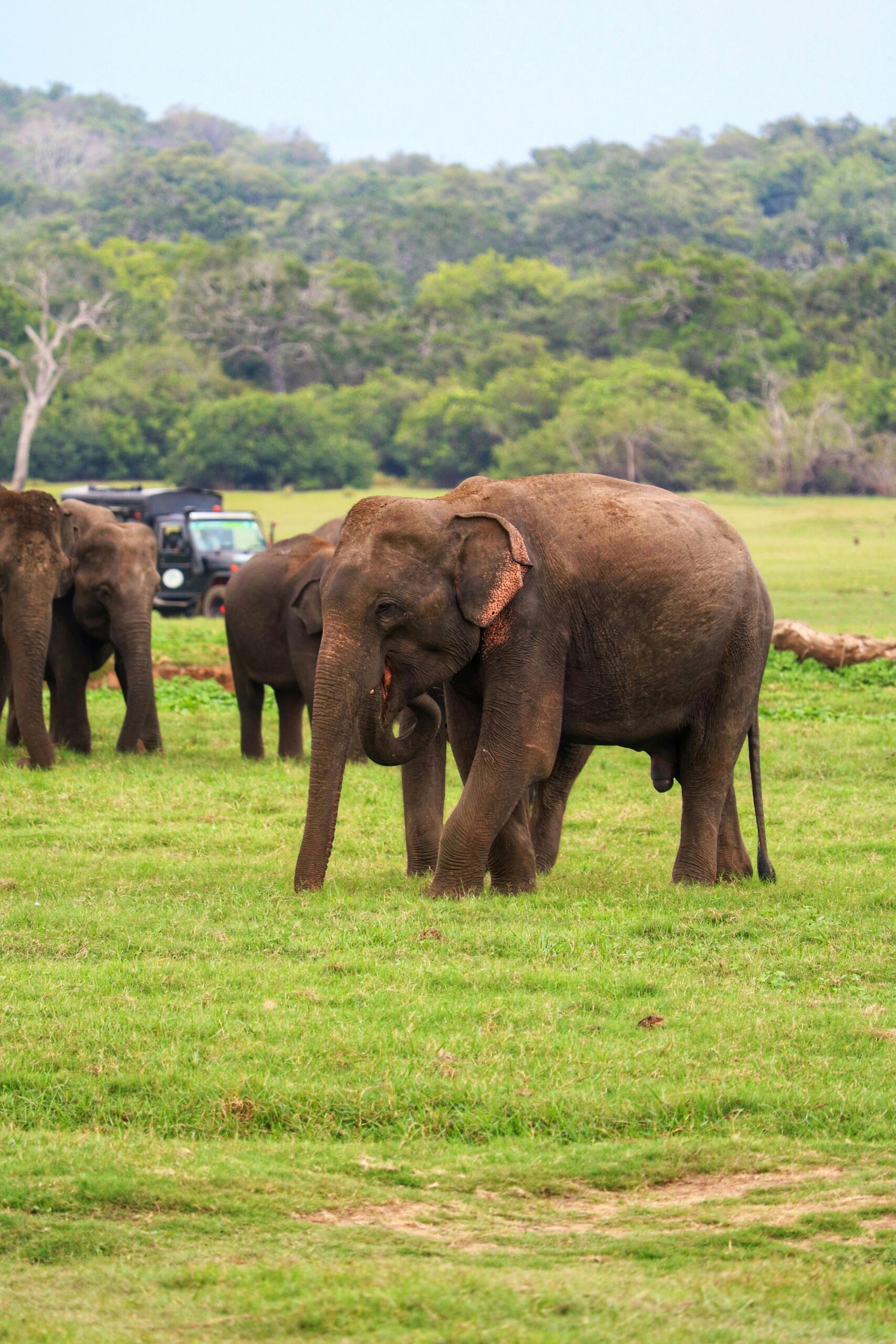 Lion Rock Ceylon Tours Kaudulla Safari featuring elephants, birds, and lush landscapes in Sri Lanka’s national park.