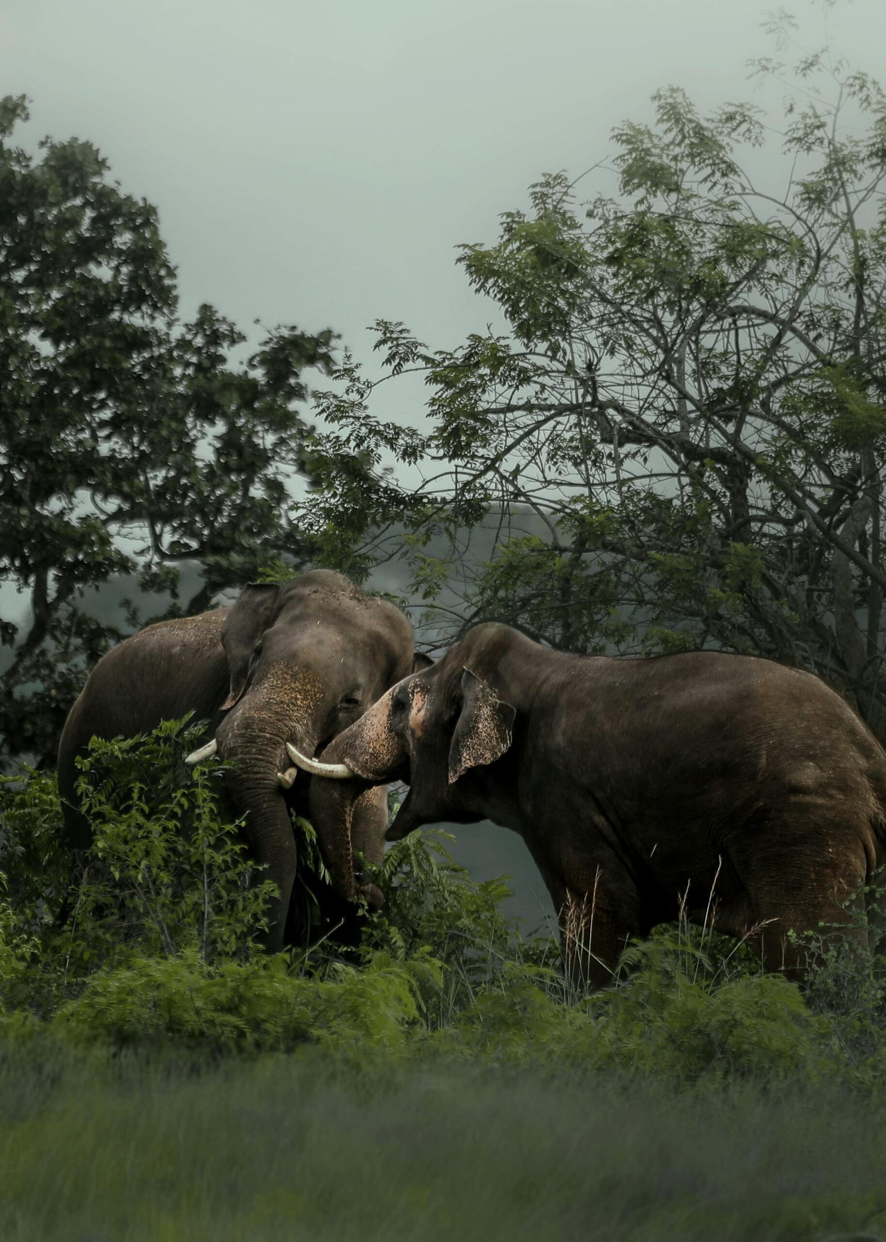 Lion Rock Ceylon Tours Minneriya Safari featuring elephants and lush landscapes in Sri Lanka’s national park.