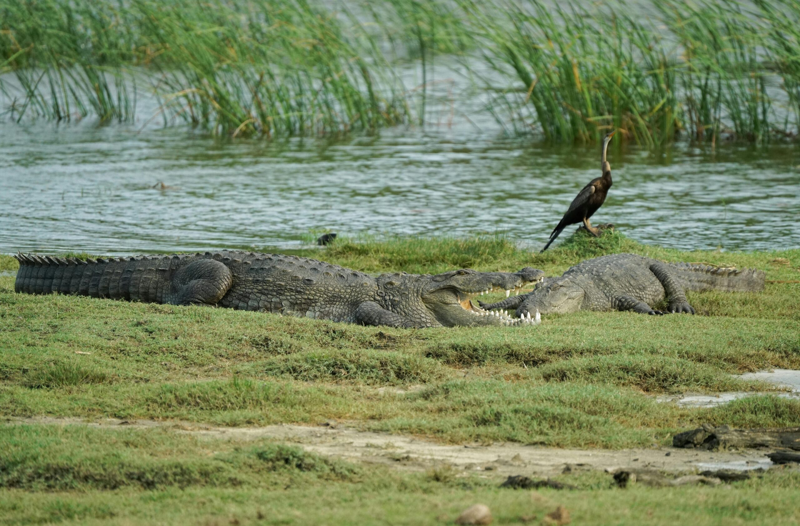 Lion Rock Ceylon Tours Nilwala River safari featuring crocodiles, birds, and mangroves in southern Sri Lanka.
