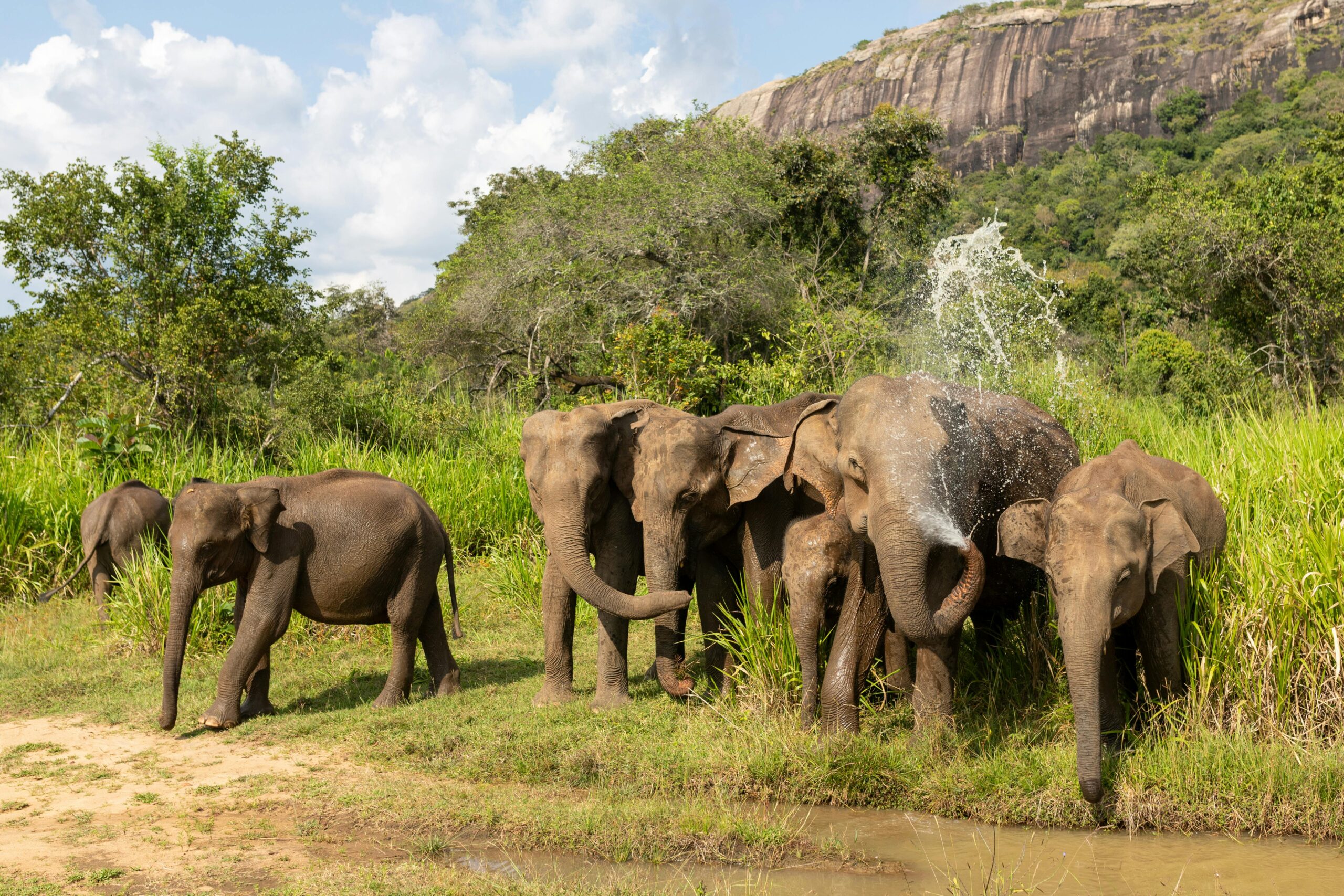 Lion Rock Ceylon Tours service — Sigiriya cultural tour, airport transfer, and safari adventure for foreign travelers.