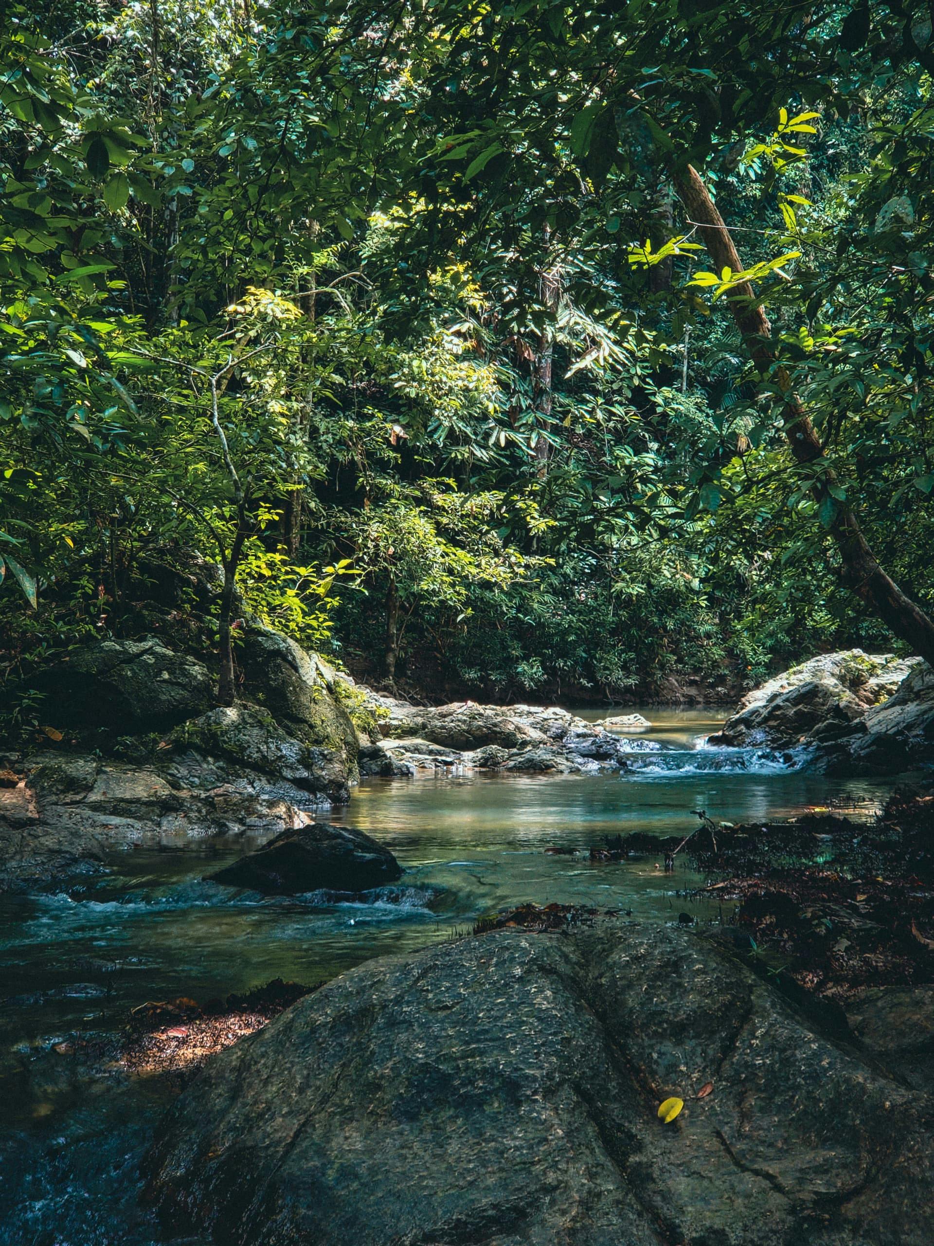 Lion Rock Ceylon Tours Sinharaja rainforest trek featuring rare flora, fauna, and butterflies in Sri Lanka.